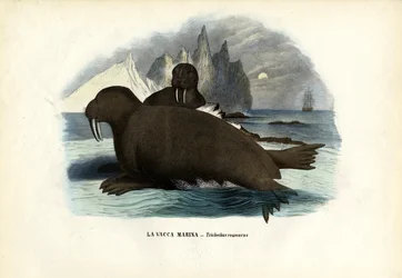 Walrus, 1863-79